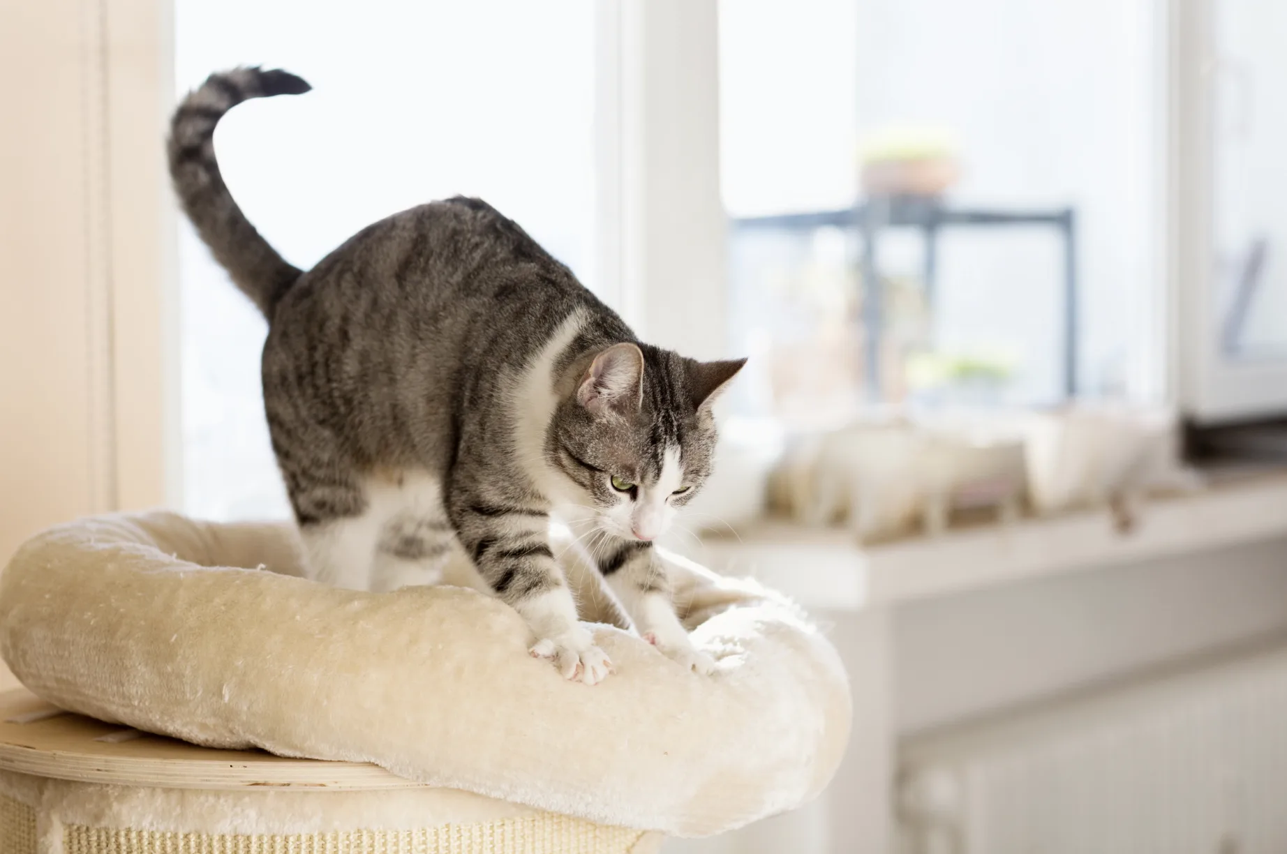 Why Do Cats Knead? 5 Reasons Behind This Adorable Behavior